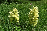 18 Giglio sambucino (orchis sambucina) giallo